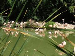 101PARC AUX OISEAUX DANS L AIN 2016 1_000010